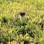 Jakým způsobem vyhnat kunu z domu?